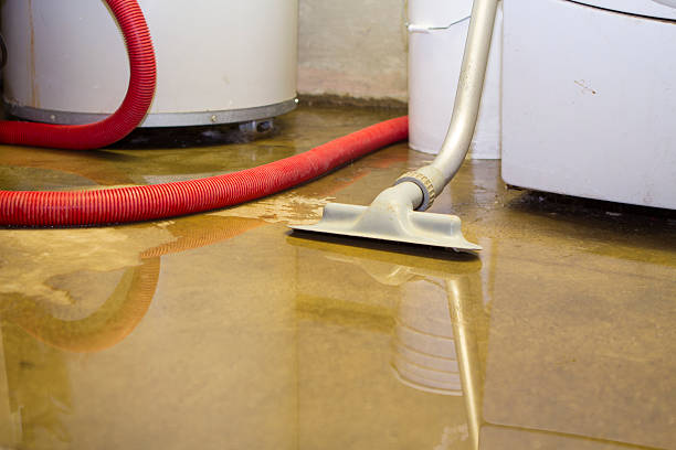 Best Mold removal after water damage  in Chanhassen, MN